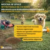 Microjetel à petites feuilles + Herbe : semences vivaces Voir les images du produit 7
