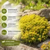 Sedum Acre (Wildform), scharfer Mauerpfeffer, Portion, Produktbild-Vorschau 6
