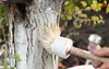 Gartenkalk zum Bäumeweißen 1kg Baumschutz und Produktbild-Vorschau 2