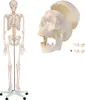 Anatomie Modell Skelett mit Knochen Körper Skeleton Produktbild-Vorschau 6