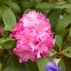 Bloomique - 3er-Set - Rhododendron - Lila, Rosa, Weiß - Produktbild-Vorschau 5