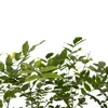 Glicynia (Wisteria) chińska Amethyst 2L Podgląd zdjęcia produktu 5
