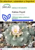SAFLAX Kultivačný set - Kaktus Peyotl - Lophophora Náhľad obrázku produktu 1