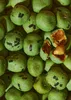 KoRo I Erdnüsse mit Wasabi 1 kg Produktbild-Vorschau 3