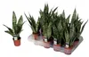 Sansevieria Black Coral 40 cm + keramický květináč Basic Náhled obrázku produktu 2