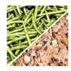 Herbs from Poland Bohnenschalen – Unterstützen Produktbild-Vorschau 2