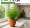 Dill Gewöhnlicher Samen - Anethum graveolens - Dillsamen - Produktbild-Vorschau 6