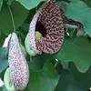 Close-up of two Aristolochia macrophylla flowers with green leaves. Anteprima dell’immagine prodotto