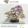 Semi di bonsai esotici ad alto tasso di germinazione - set Anteprima dell’immagine prodotto 2