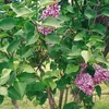 Lilas noble  - Syringa vulgaris « Sensation »  | 40-60 cm Voir les images du produit 2