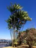 Palma di açaí (Euterpe oleracea)  - 2 semi Anteprima dell’immagine prodotto 5