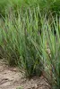 Stauden Gänge 1 x Panicum virgatum 'Nosferatu' im 1 Liter Produktbild-Vorschau 3