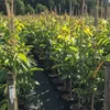 Rows of young trees in pots, lined up in a nursery or garden center. Produktbild-Vorschau