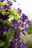 Clematis viticella, Italienische Waldrebe, 60–100 cm, Produktbild-Vorschau 8
