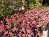 Stauden Gänge 10 x Spiraea japonica 'Anthony Waterer' - Produktbild-Vorschau 6