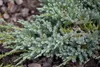 Juniperus squamata 'Blue Carpet', Blauer Teppichwacholder, Produktbild-Vorschau 3