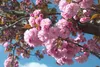 Prunus serrulata 'Kanzan', Japanse sierkers, hoogte 100 cm, Productafbeelding-voorbeeld 3