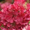 2 x  Rispenhortensie  ('Rendia') - Hydrangea paniculata Produktbild-Vorschau 2