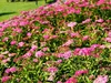 Stauden Gänge 10 x Spiraea japonica 'Anthony Waterer' - Produktbild-Vorschau 3