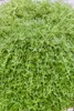 A close-up view of a cascading plant with small green leaves and thin stems. Produktbild-Vorschau