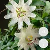 Bloomique - Lot de 2 - Passiflora 'Constance Elliott' - Voir les images du produit 1