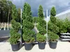 Thuja occ. "Columna" Spirale 180 cm Heckenpflanze Hecke Produktbild-Vorschau 1