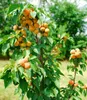 A close-up of a small tree with many apricots on its branches. Produktbild-Vorschau