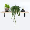 A shelf with two potted plants and a decorative lamp. Produktbild-Vorschau
