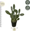 Opuntia Ficus Indica - opuncja figowa - duza roslina Podgląd zdjęcia produktu 2