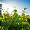 Weinrebe Regina 2L Topf Sommerreife Dessertrebsorte für Produktbild-Vorschau 2