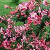 2 x  Andenstrauch  - Escallonia 'Donard Radiance'  | 40-50 Produktbild-Vorschau 1