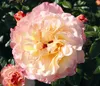 Dehner Rose Edelrose Aquarell®, Züchter Tantau, große und Produktbild-Vorschau 1