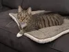 TrendPet Heaven - Wärmende Wendedecke beige 90x65 cm Produktbild-Vorschau 10