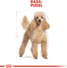 ROYAL CANIN Poodle Adult 1,5kg Podgląd zdjęcia produktu 3
