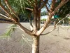 Pinus Pinea Mittelmeerkiefer 180 cm Pinie Kiefer Stamm Produktbild-Vorschau 7