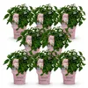 Green boutiQ - Plante de jardin - Hydrangea panniculata Voir les images du produit 2