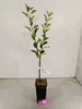 A young apple tree in a black pot, with a white tag attached to its stem, against a plain background. Podgląd zdjęcia produktu