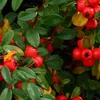 Teppichmispel - Cotoneaster lacteus | 60-80 cm en conteneur Voir les images du produit 2