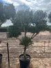 Sunny Tree - Olivenbaum Olea europaea Pompon – 20 Jahre Produktbild-Vorschau 4