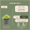 Planten van Frank | 48 Gewone varenplanten | Dryopteris Productafbeelding-voorbeeld 4
