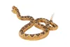 Mojo Wildlife Jouet Serpent à sonnettes - 387268 Voir les images du produit 7