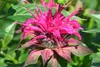 SAFLAX Garden to go - Goldmelisse - Monarda didyma - 20 Produktbild-Vorschau 7