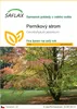 SAFLAX - perníkový strom - Cercidiphyllum japonicum - 200 Náhled obrázku produktu 1