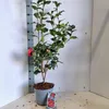 Camellia japonica 'Dr King' – kamélia | 90–100 cm v Náhľad obrázku produktu 1