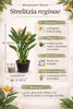 Strelitzia reginae 80–100 cm – Paradiesvogelblume, Produktbild-Vorschau 2