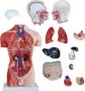 Anatomický model Ľudský trup Anatomický model Ľudské telo Náhľad obrázku produktu 4