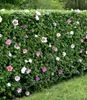 BALDUR Garten 10x Winterharte Hibiskus-Hecke, Pflanzen im Produktbild-Vorschau 1