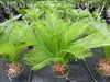 Cycas Revoluta 60 cm Palmfarn Sagopalme Palme, innen + Produktbild-Vorschau 5