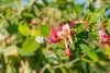 Lonicera caprifolium, Jelängerjelieber, 60–100 cm, duftend Produktbild-Vorschau 7