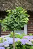 Ginkgo Mariken Kugelbaum Hochstamm 160-170 cm – Produktbild-Vorschau 2